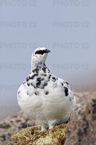 Rock ptarmigan