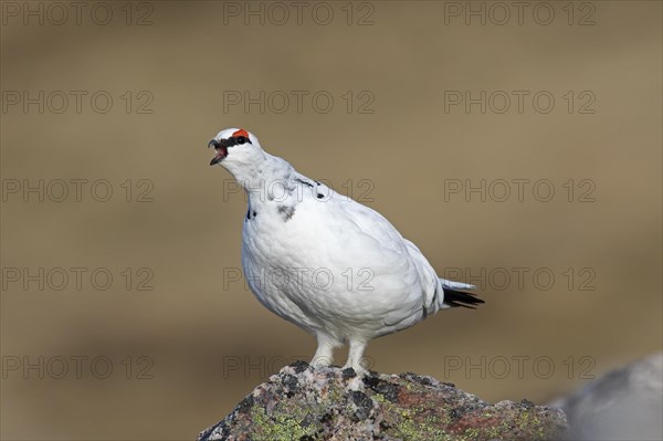 Rock ptarmigan