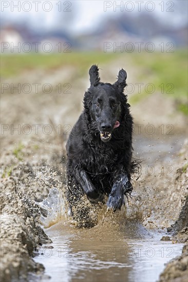 Black flat-coated retriever