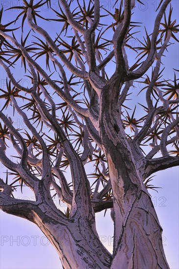 Quiver tree