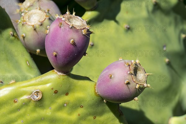 Indian fig