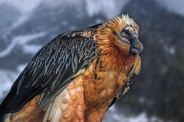 Bearded vulture