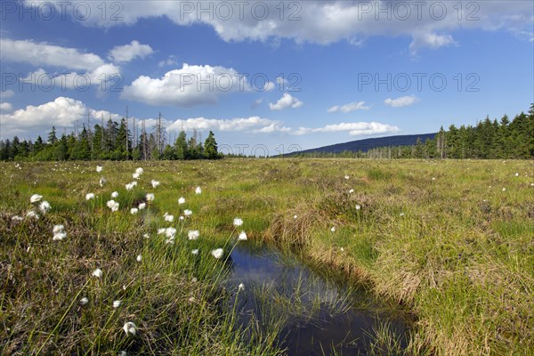 Hare's-tail cottongrass