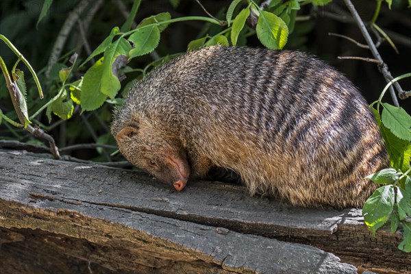 Banded mongoose