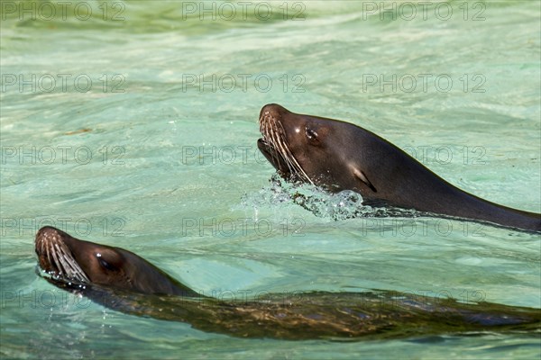 Two California sea lions