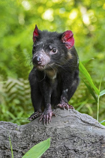 Tasmanian devil