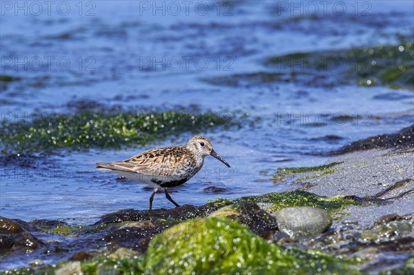 Dunlin