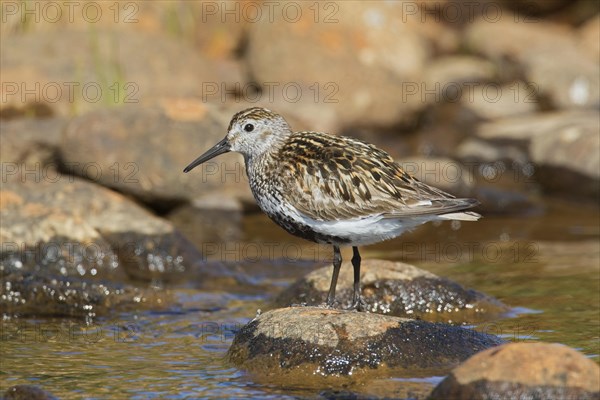 Dunlin