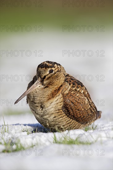 Eurasian woodcock