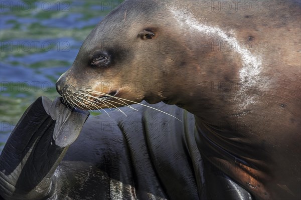 Steller sea lion