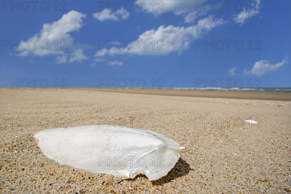 Cuttlebone washed ashore on sandy beach