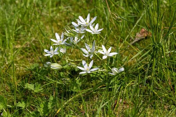 Star of Bethlehem