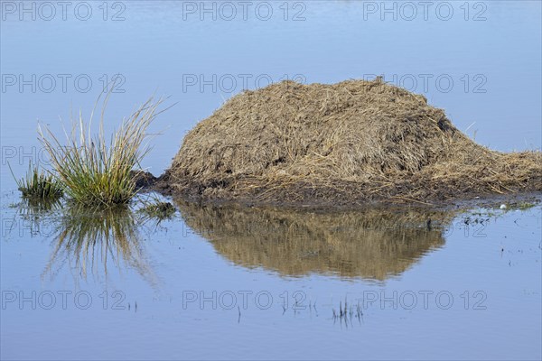 Muskrat