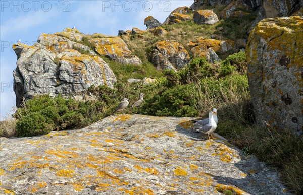 Yellow-legged gull 'Larus Michahellis. Atlantic Islands Galicia Maritime Terrestrial National Park