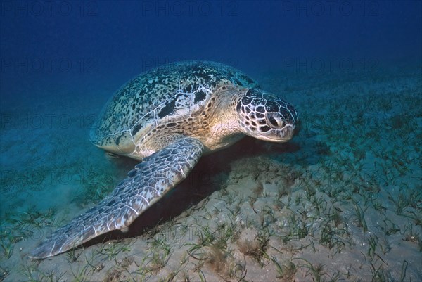 Large specimen of green turtle