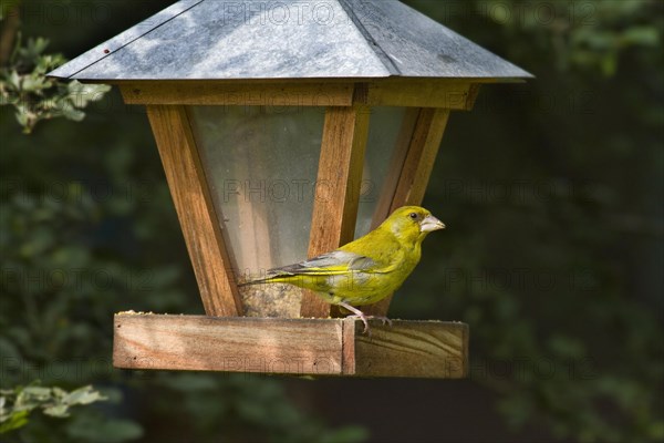 European Greenfinch