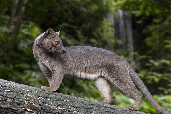 Fossa