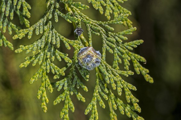 Port Orford cedar