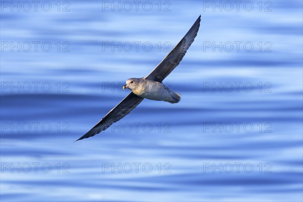 Northern fulmar