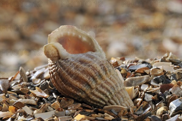 Netted dog whelk