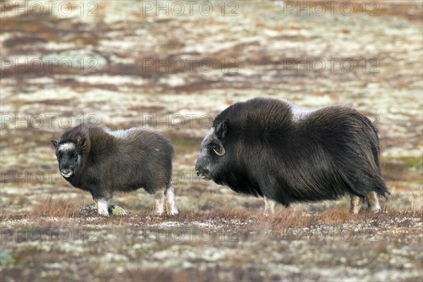 Muskox