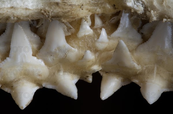 Shark upper jaw showing multiple layers of serrated teeth