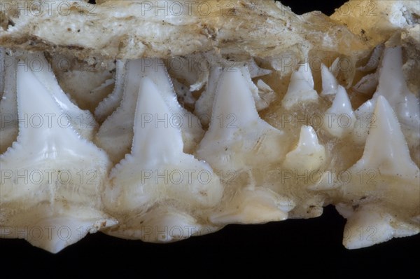 Shark upper jaw showing multiple layers of serrated teeth
