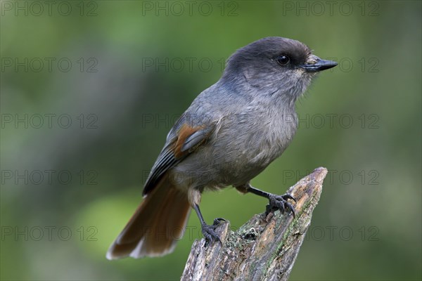 Siberian Jay