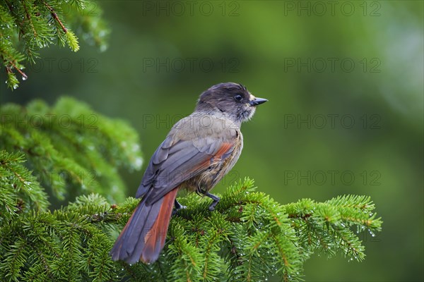 Siberian Jay