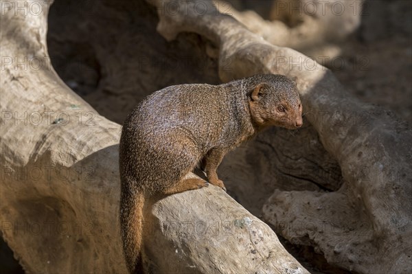 Common dwarf mongoose