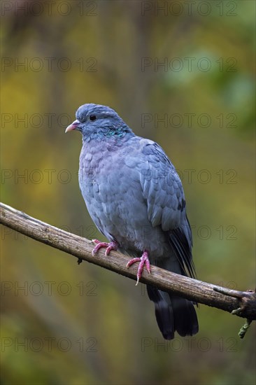 Stock dove