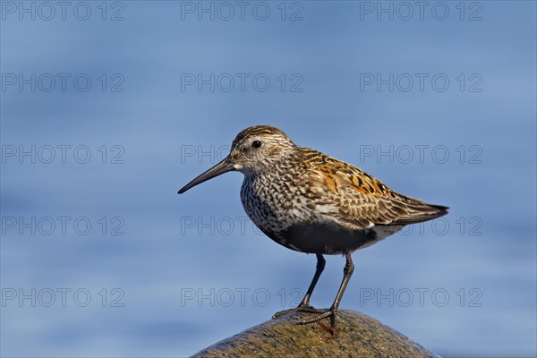 Dunlin