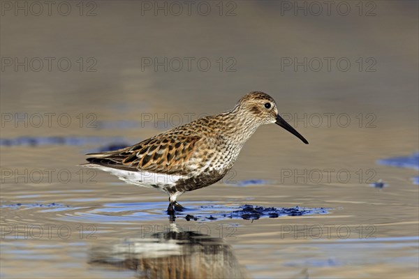 Dunlin