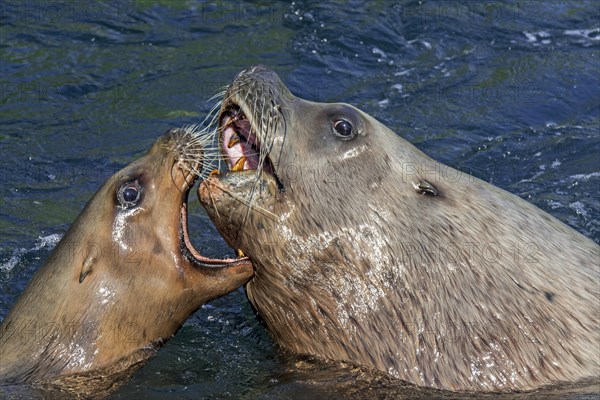 Steller sea lion