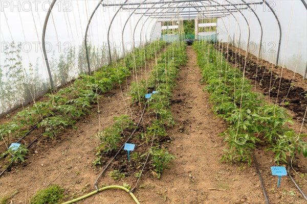 Henri's Field growing area