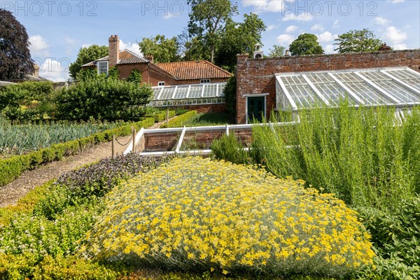 Yellow flowers of curry plant