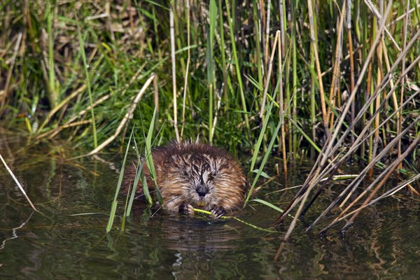 Muskrat