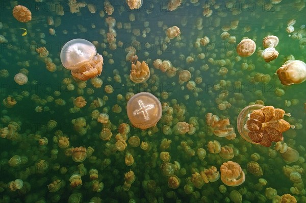 Large quantity Number of umbrella jellyfish Lagoon