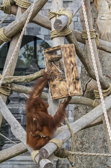 Sumatran orangutan