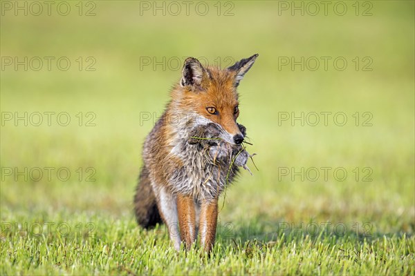 Red fox