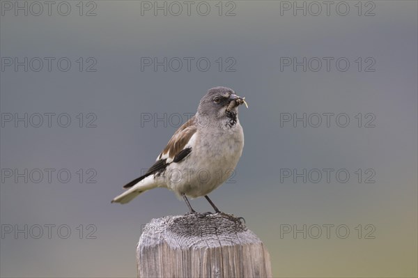 White-winged snowfinch