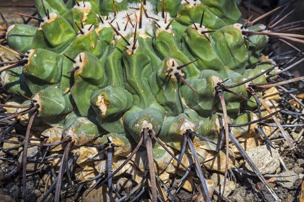 Thelocactus rinconensis