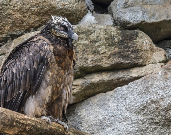 Bearded vulture