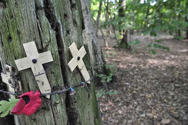 Original shell-blasted tree showing bullet holes at Sanctuary Wood Museum Hill 62 at Zillebeke