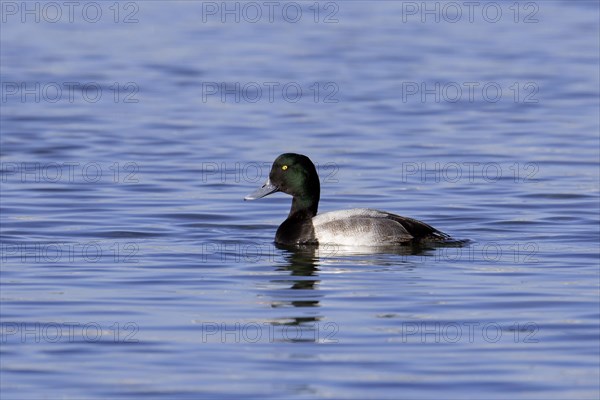 Greater scaup