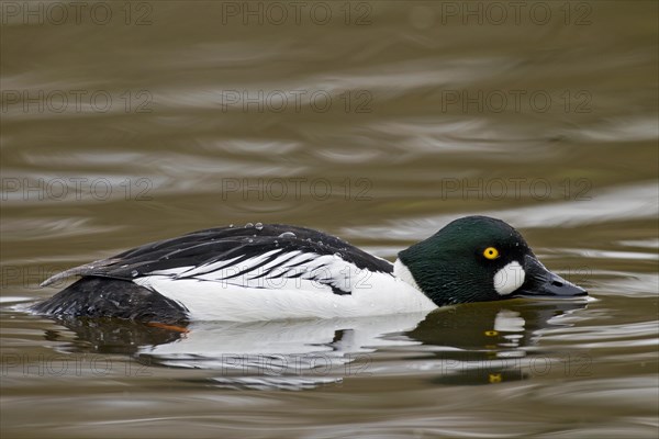 Common goldeneye