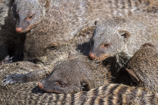 Snuggling banded mongooses