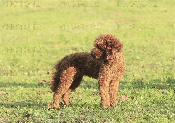 Toy poodle