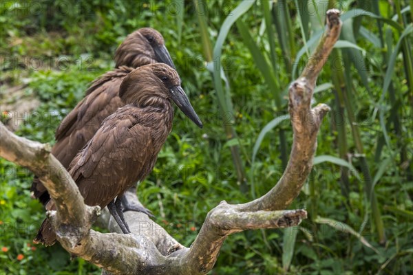 Hamerkop