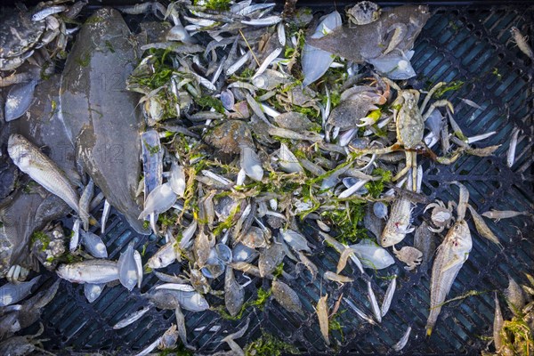 Shrimper's catch from shrimp drag net on the beach showing shrimps